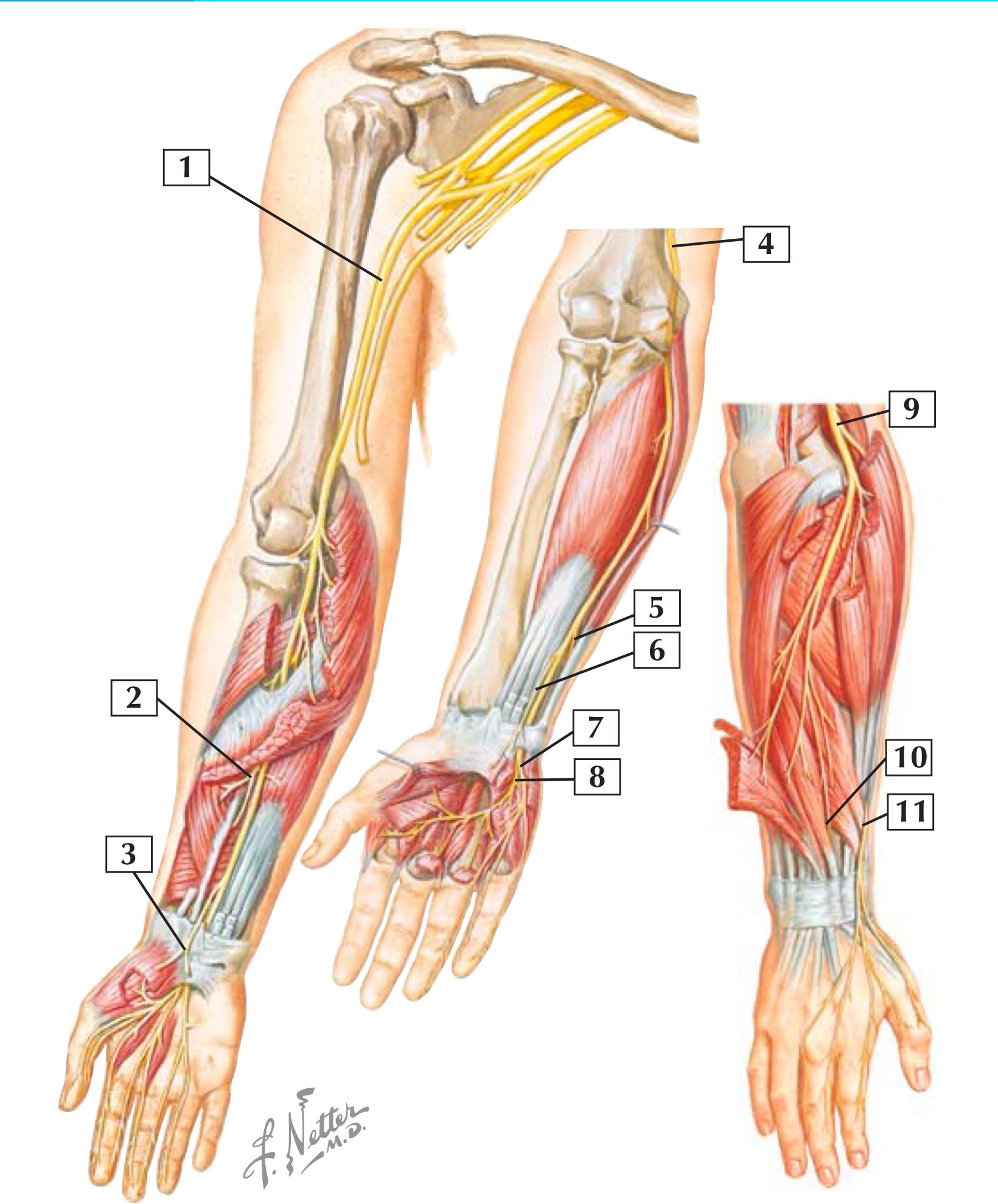 illustration